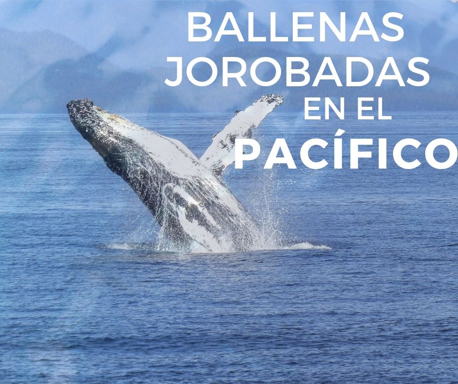 Surprise Flash Sale 8 Karen Abudinen Surprise Flash Sale 8 Karen Abudinen