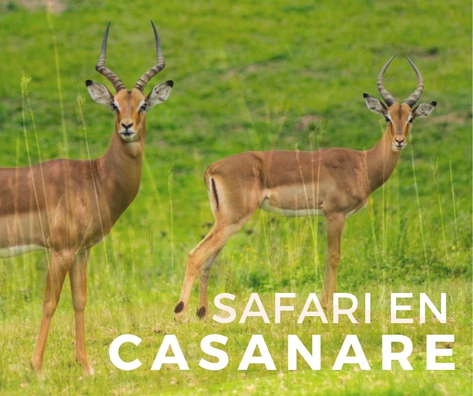 Surprise Flash Sale 9 Karen Abudinen Surprise Flash Sale 9 Karen Abudinen